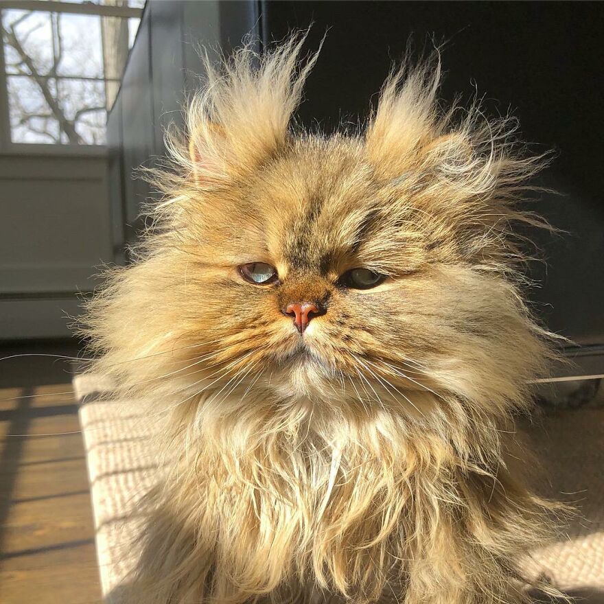 Meet Barnaby, The Cross-Eyed Persian Cat Who Is Cute But Always Seems To Be Sad