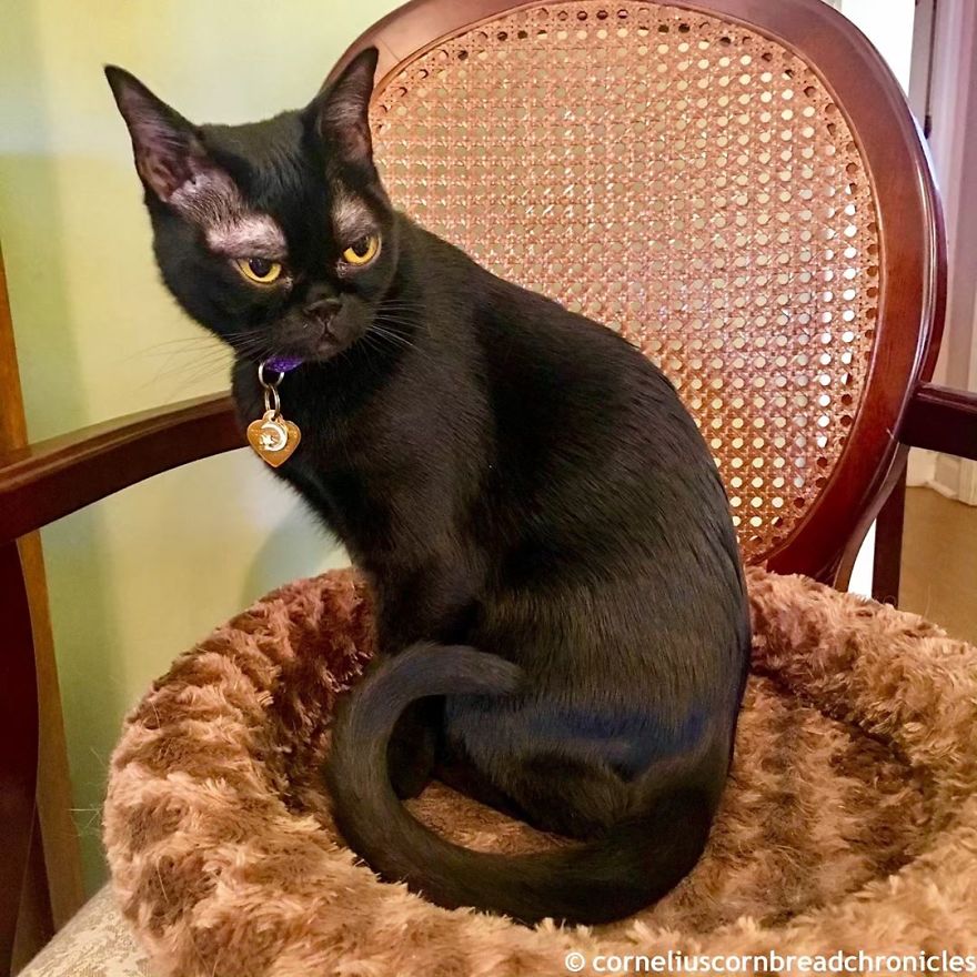 Meet Cornelius Cornbread, The Adorable Kitten With White Eyebrows (19 Pics)