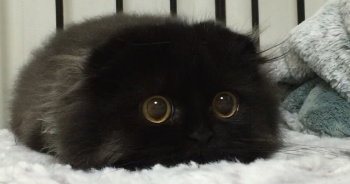 Meet Gimo, The Cat With The Biggest Eyes Ever