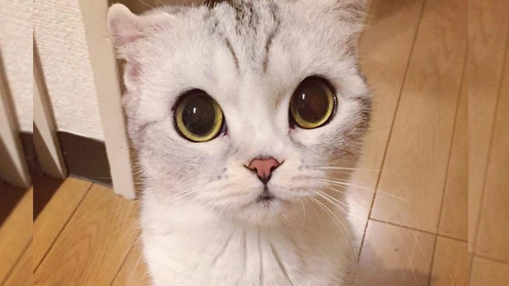 Meet Hana, A Japanese Cat With Incredibly Big Eyes Who Is Taking Instagram By Storm