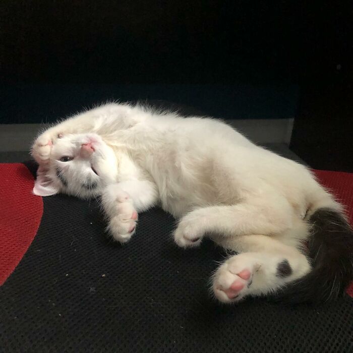 White cat with black tail and eyebrows lying on the couch 