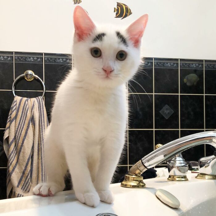 White cat with black eyebrows standing on a sink 