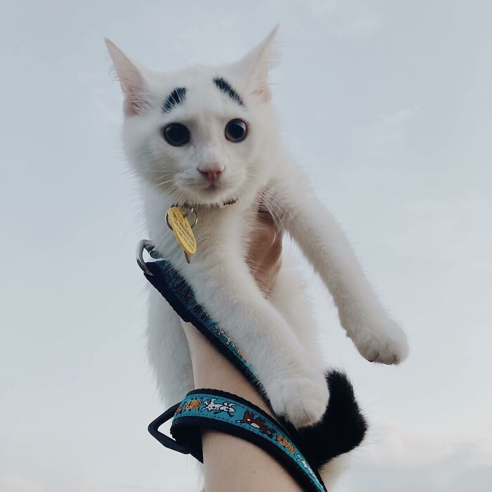 Persons' hand holding cat with black eyebrows 