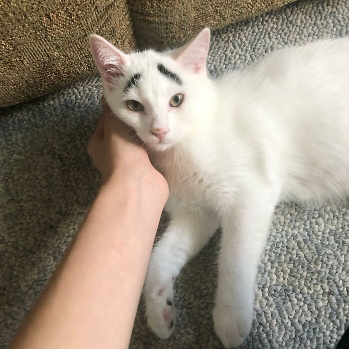 Person petting a white cat with black eyebrows 