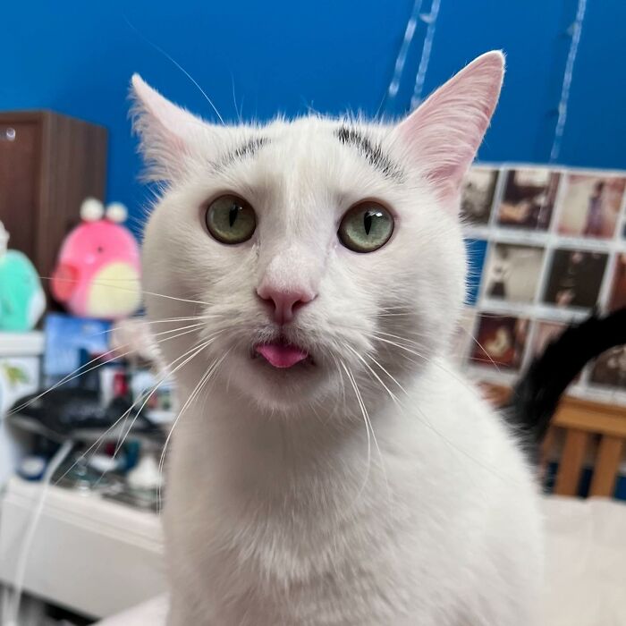 White cat with black eyebrows showing a tongue 