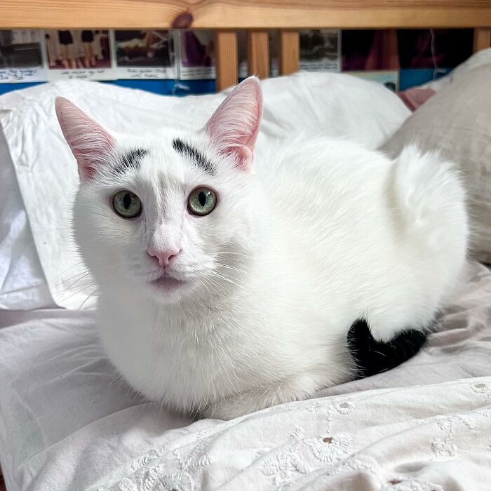 White cat with black tail and eyebrows sitting on the bed 