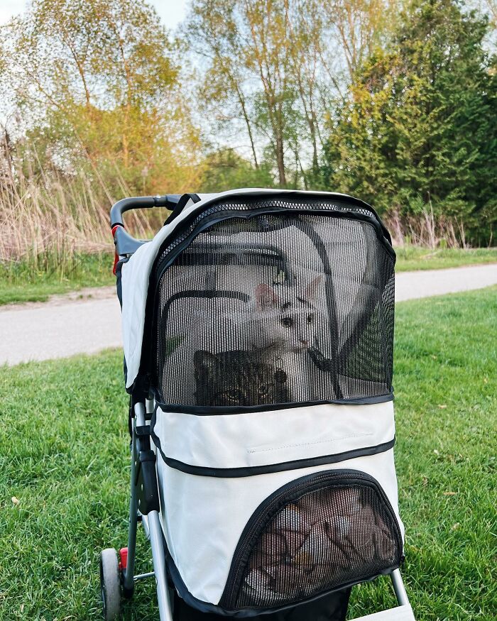 Two cats in the stroller 