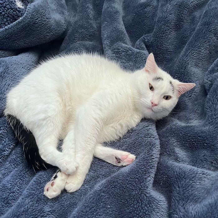 White cat with black tail and eyebrows lying on blue blanket 