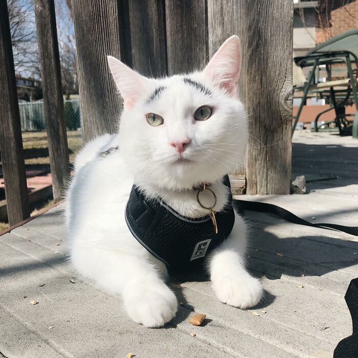 White cat with black eyebrows wearing a black leash 