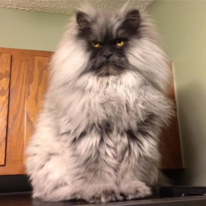 Meet Juno, The Angriest Cat In The World