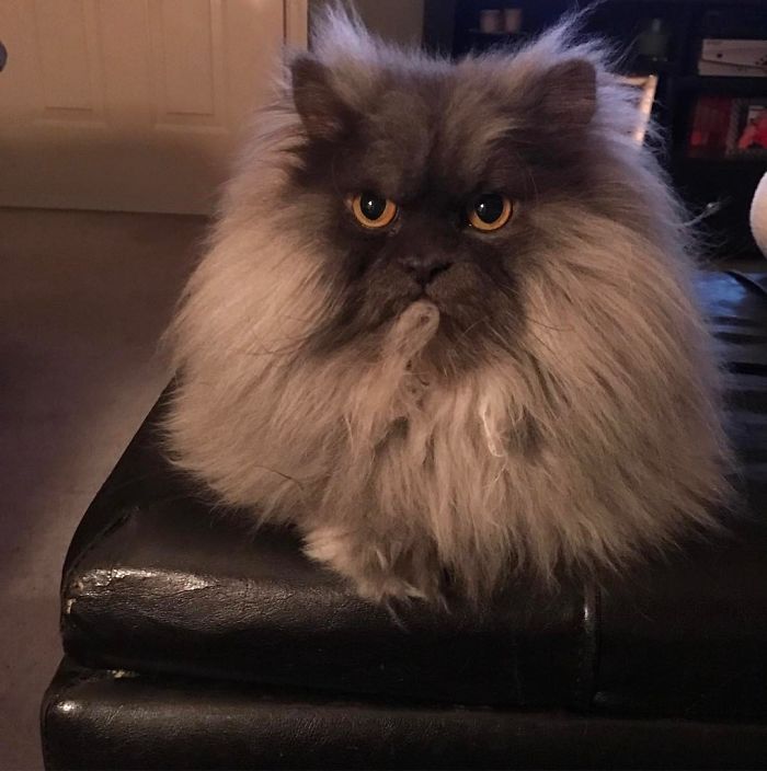 Meet Juno, The Angriest Cat In The World