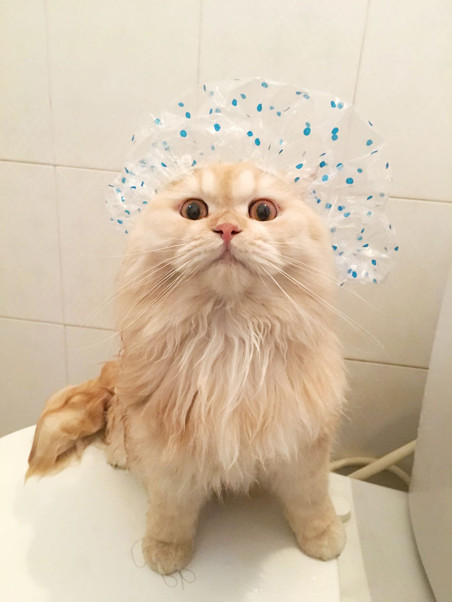 Meet Meepo, The Crazy Cat Who Loves Taking Showers