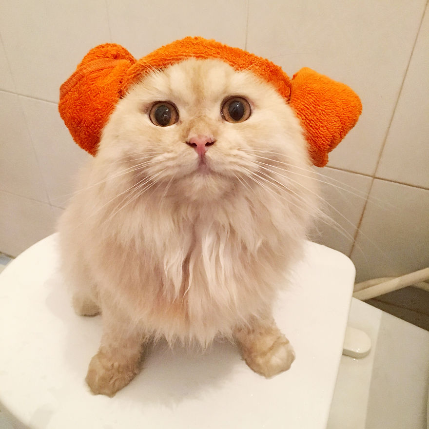 Meet Meepo, The Crazy Cat Who Loves Taking Showers