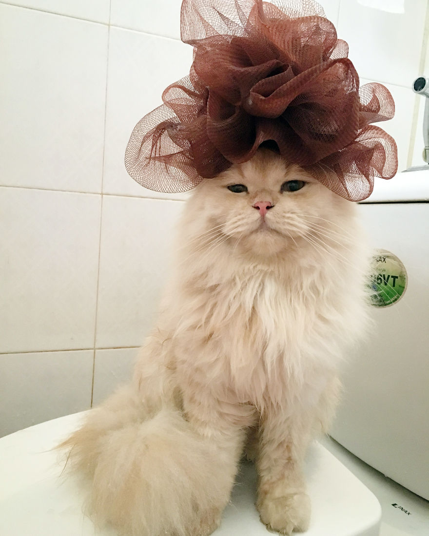 Meet Meepo, The Crazy Cat Who Loves Taking Showers