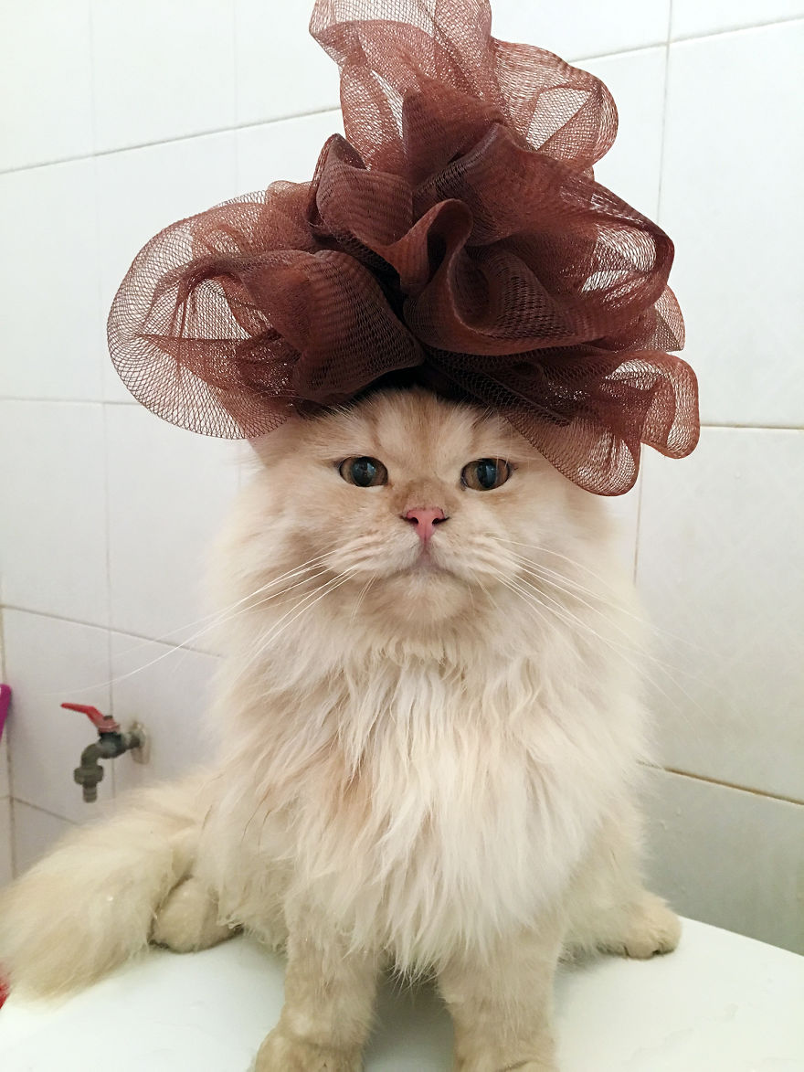 Meet Meepo, The Crazy Cat Who Loves Taking Showers