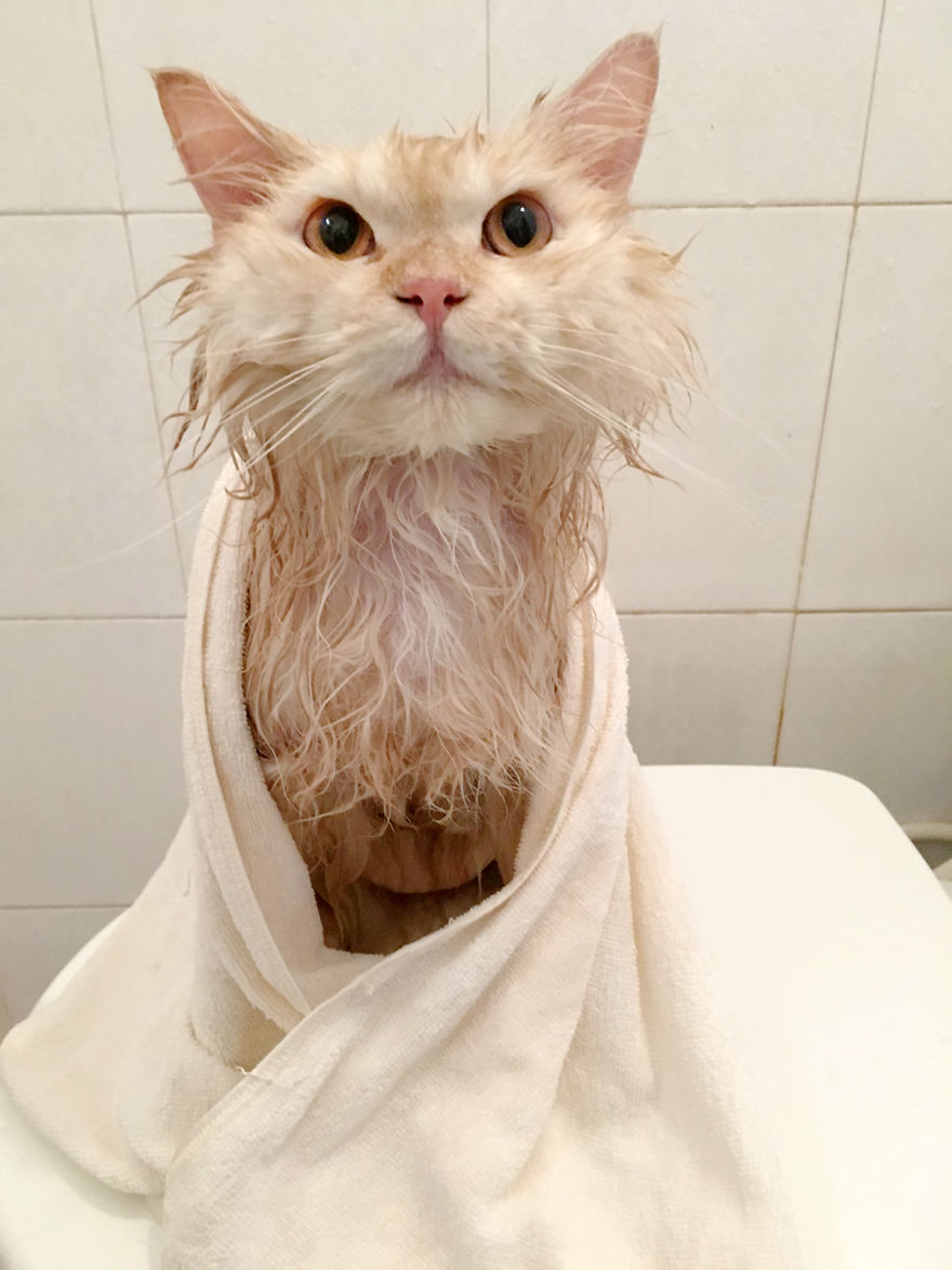 Meet Meepo, The Crazy Cat Who Loves Taking Showers