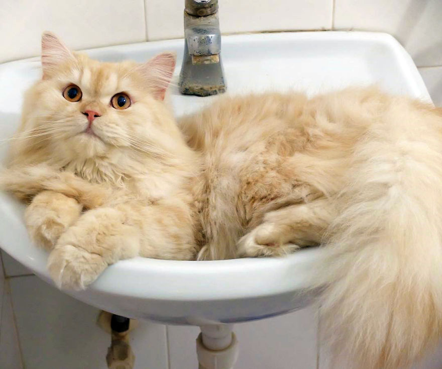 Meet Meepo, The Crazy Cat Who Loves Taking Showers