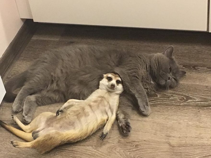 A Meerkat And A Cat Became BFFs On Day One, And Together They Conquered The Hearts Of People On Instagram