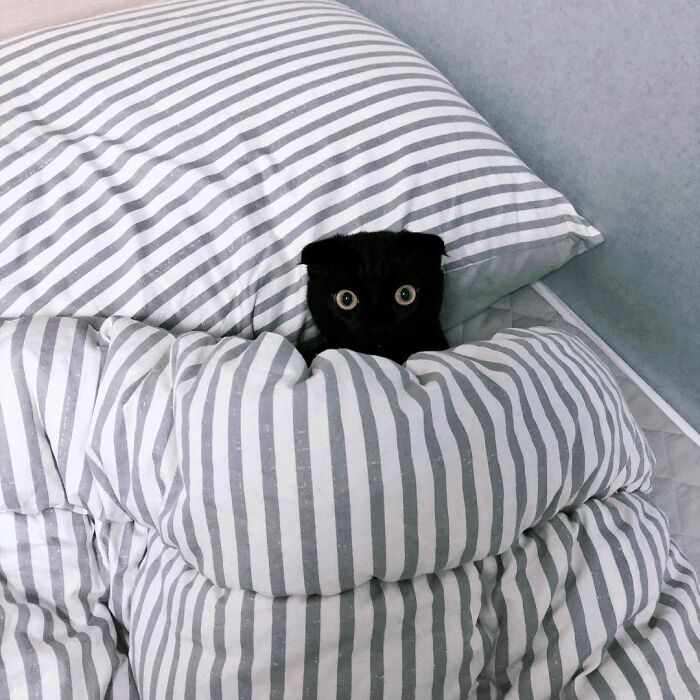 Meet Meonji The Black Cat That Is The Instagram Sensation