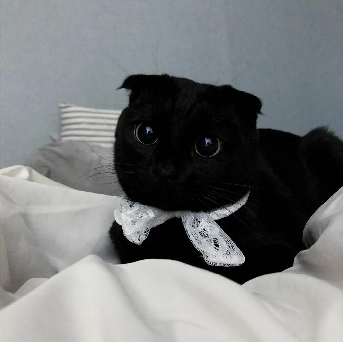 Meet Meonji The Black Cat That Is The Instagram Sensation