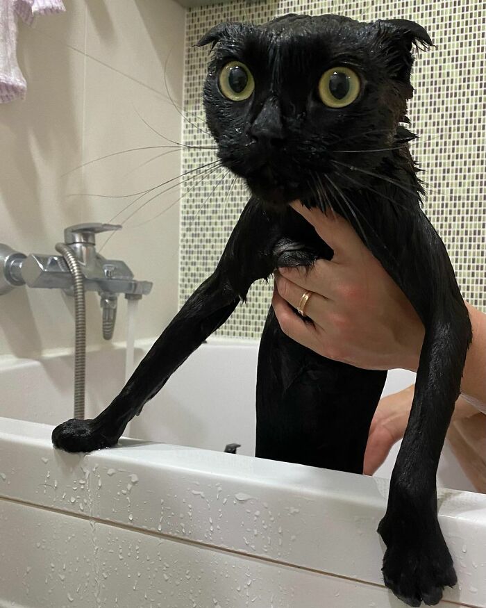 Meet Meonji The Black Cat That Is The Instagram Sensation