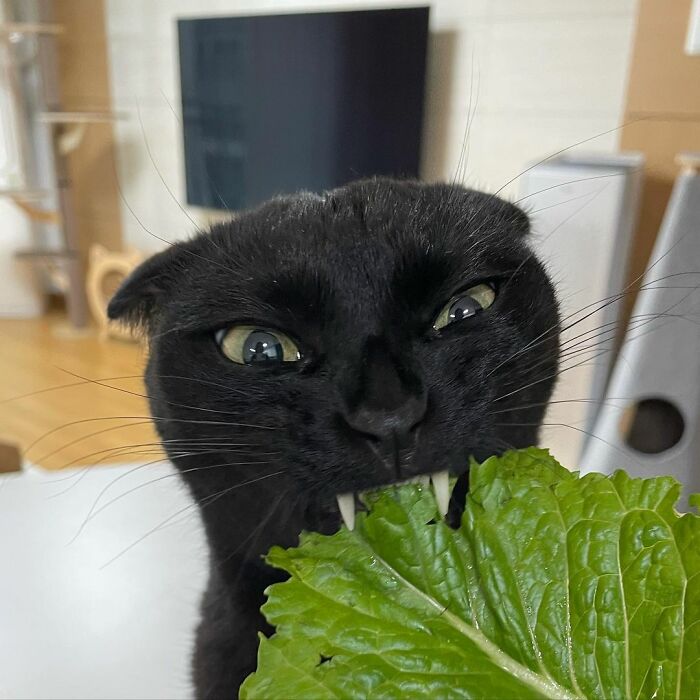 Meet Meonji The Black Cat That Is The Instagram Sensation