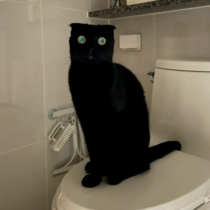 Meet Meonji The Black Cat That Is The Instagram Sensation