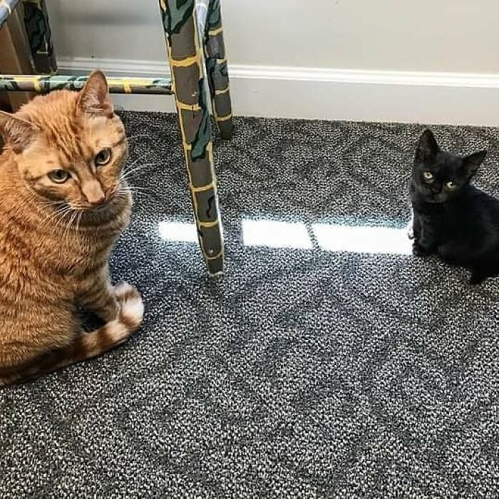 An Animal Clinic That Adopted This Black Cat, Realized He Wouldn’t Grow Much Due To Dwarfism