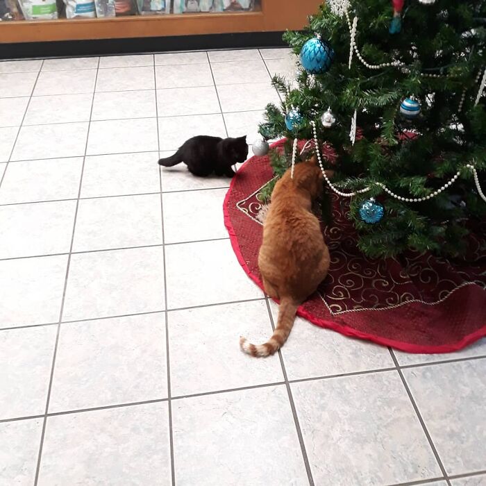 An Animal Clinic That Adopted This Black Cat, Realized He Wouldn’t Grow Much Due To Dwarfism