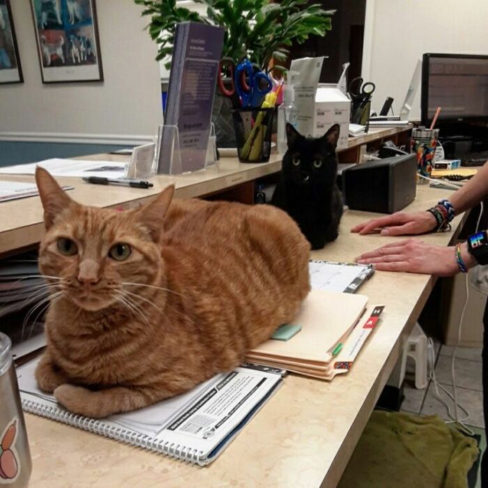 An Animal Clinic That Adopted This Black Cat, Realized He Wouldn’t Grow Much Due To Dwarfism