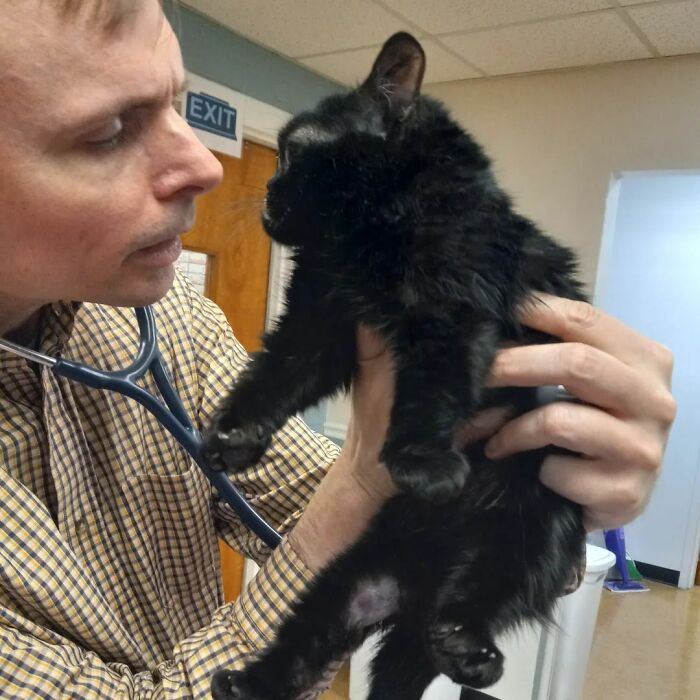 An Animal Clinic That Adopted This Black Cat, Realized He Wouldn’t Grow Much Due To Dwarfism