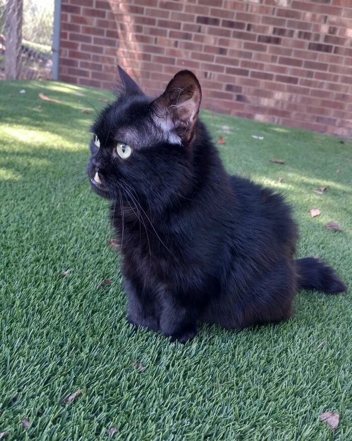 An Animal Clinic That Adopted This Black Cat, Realized He Wouldn’t Grow Much Due To Dwarfism