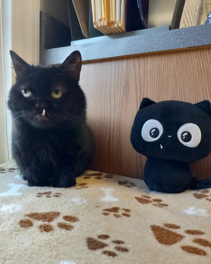 An Animal Clinic That Adopted This Black Cat, Realized He Wouldn’t Grow Much Due To Dwarfism