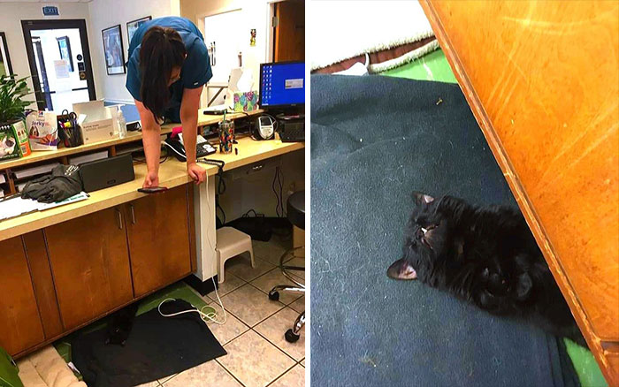 An Animal Clinic That Adopted This Black Cat, Realized He Wouldn’t Grow Much Due To Dwarfism