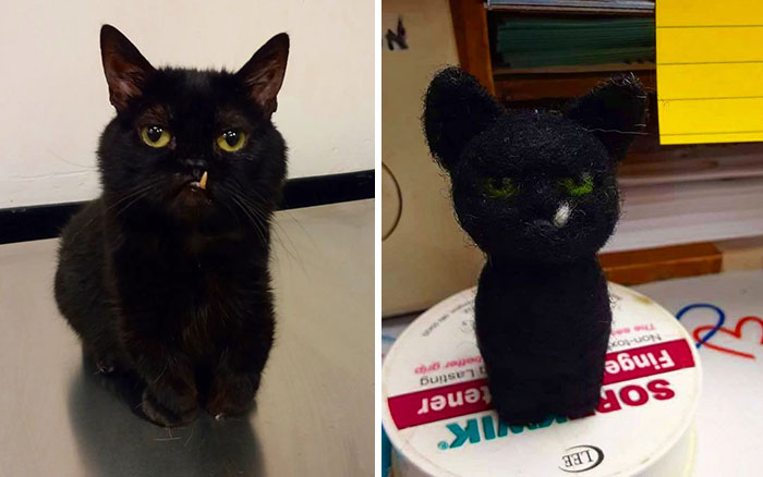 An Animal Clinic That Adopted This Black Cat, Realized He Wouldn’t Grow Much Due To Dwarfism