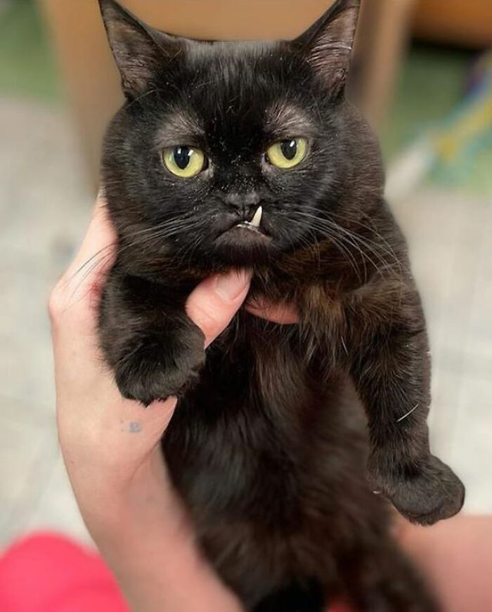 An Animal Clinic That Adopted This Black Cat, Realized He Wouldn’t Grow Much Due To Dwarfism