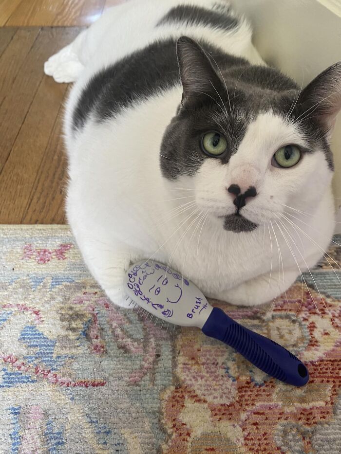 The Journey Of Patches, A 40-Pound Cat, Begins Anew After He Gets Adopted And Is Put On A Special Diet