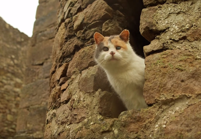 Meet Stevie, My Blind Rescued Cat Who Loves To Go Hiking