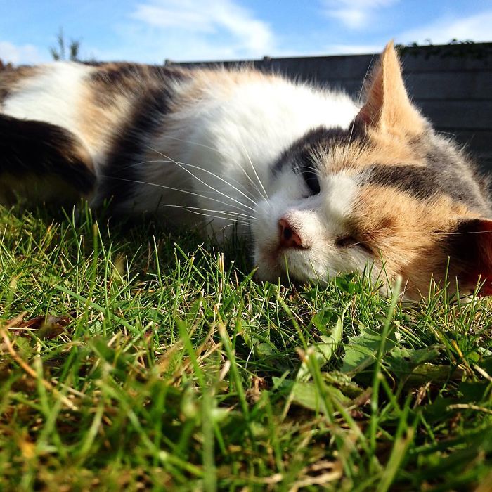 Meet Stevie, My Blind Rescued Cat Who Loves To Go Hiking