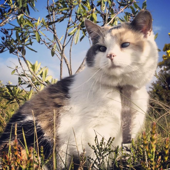 Meet Stevie, My Blind Rescued Cat Who Loves To Go Hiking