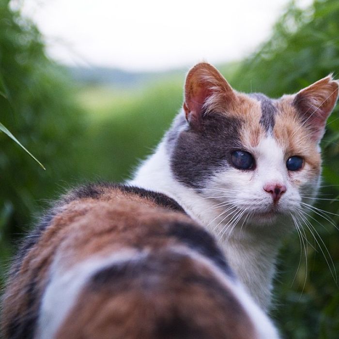 Meet Stevie, My Blind Rescued Cat Who Loves To Go Hiking