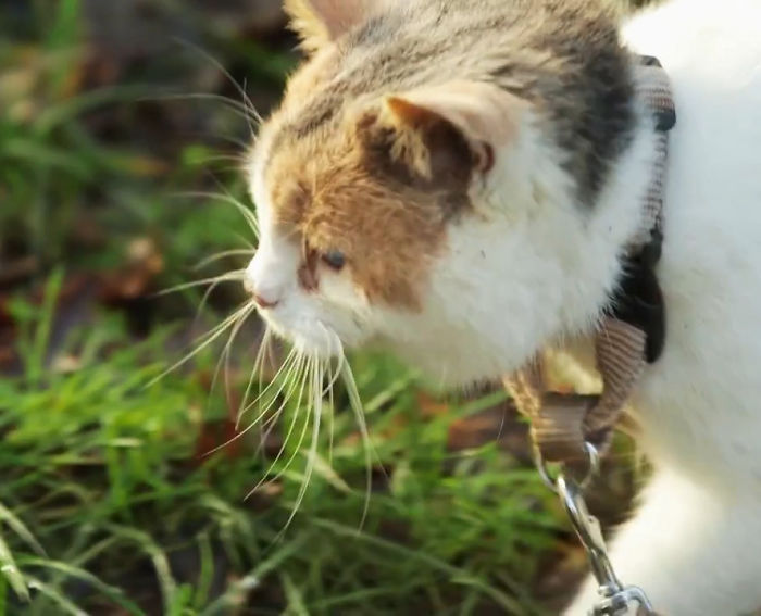 Meet Stevie, My Blind Rescued Cat Who Loves To Go Hiking