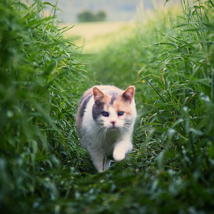 Meet Stevie, My Blind Rescued Cat Who Loves To Go Hiking