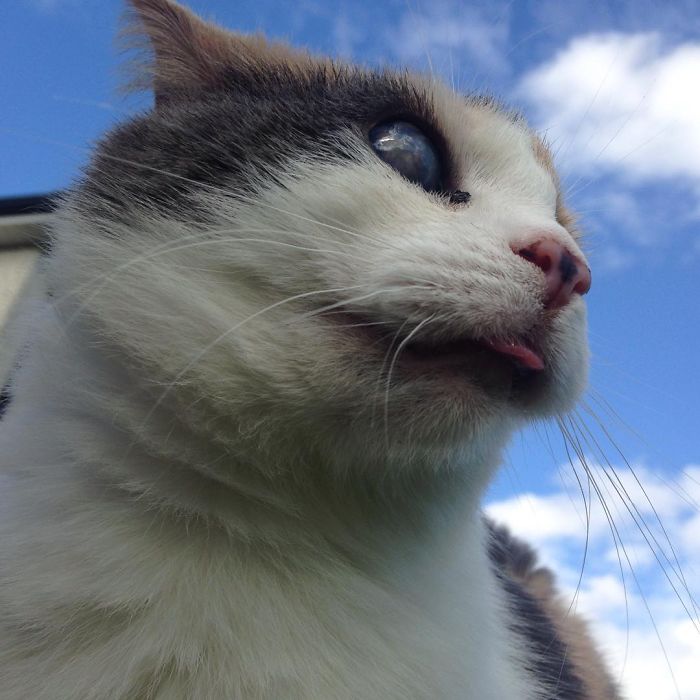 Meet Stevie, My Blind Rescued Cat Who Loves To Go Hiking