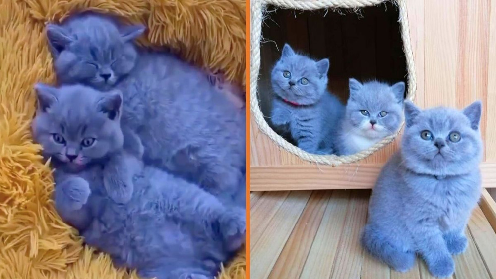 Meet The Beautifully Blue British Shorthair Cat The Teddy Bear Of The Cat World.