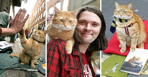 Meet The Ginger Cat Bob Who Changed A Homeless Man’s Whole Life