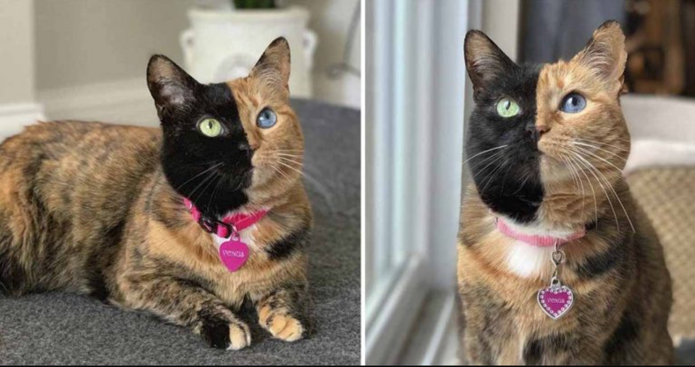 Meet Venus The Gorgeous And Cute Two-faced Cat