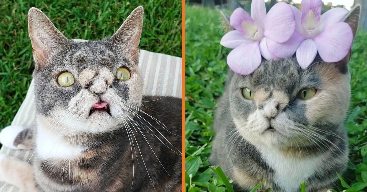 Meet Willow, The Adorable Stray With Down Syndrome That Was Saved From Being Put Down