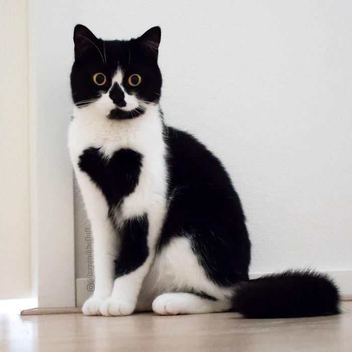 Meet Zoë, The Cat Who Literally Wears Her Heart On Her Chest