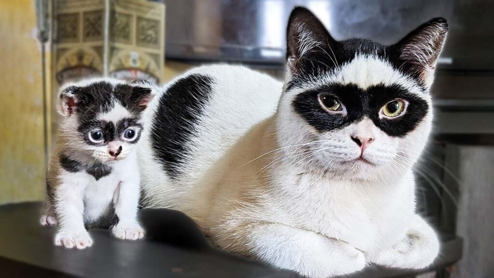 Meet Zorro The Stunning Father Cat Who Has a Lookalike Baby Kitten